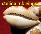 Cypraea stolida rubiginosa rufodentata (Biraghi, G., 1976